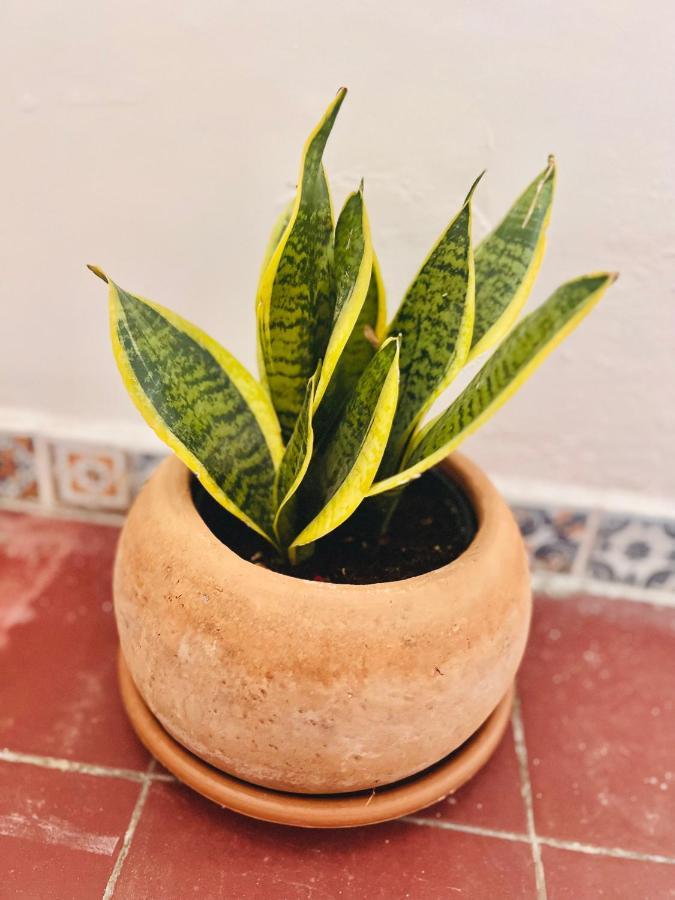 Casa Alcalde Alojamiento Centro גואדלחארה מראה חיצוני תמונה